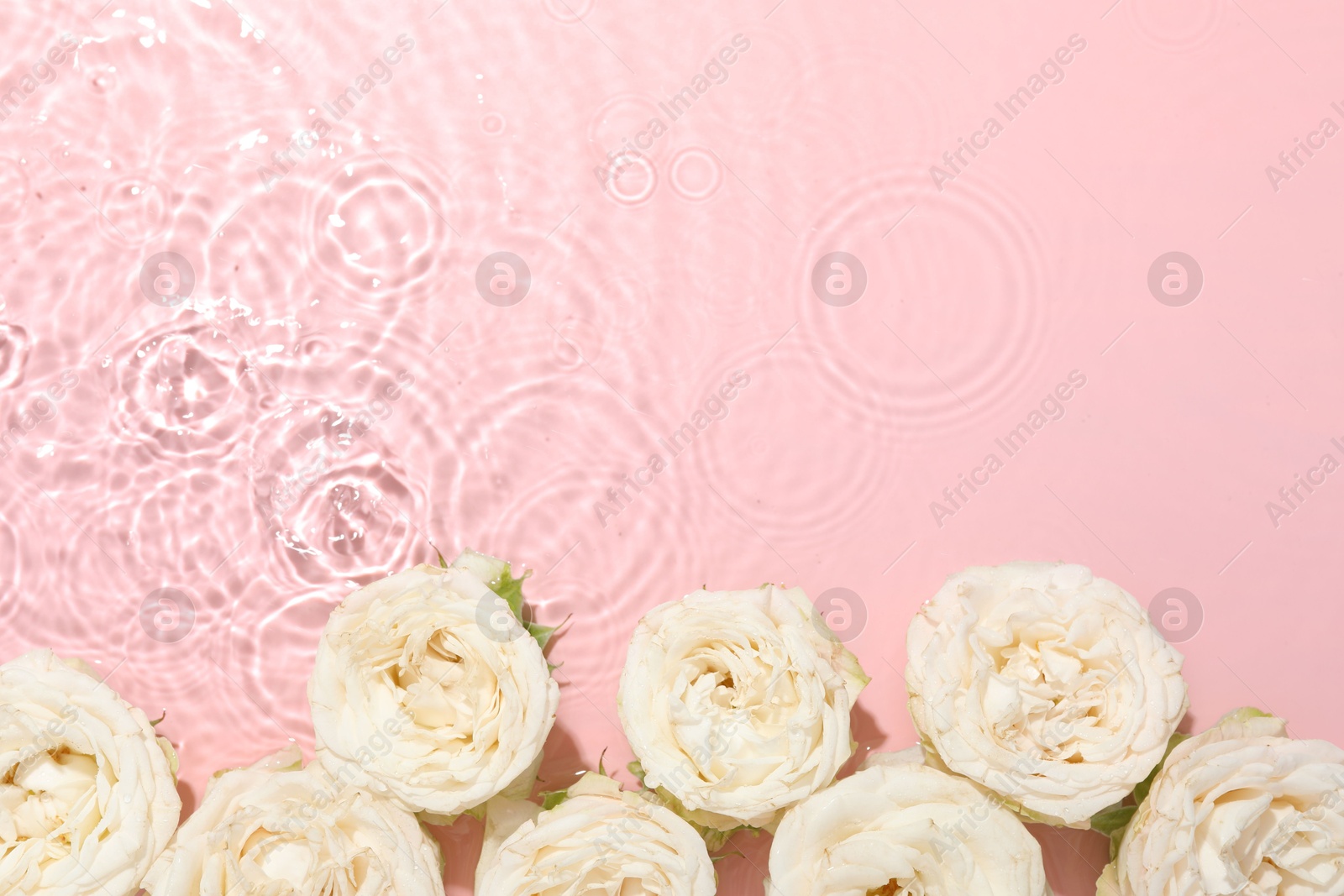 Photo of Beautiful rose flowers in water on pink background, top view. Space for text