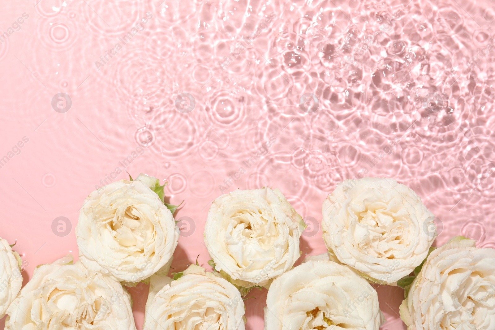 Photo of Beautiful rose flowers in water on pink background, top view. Space for text