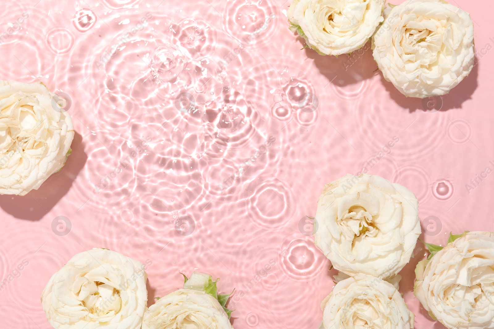 Photo of Beautiful rose flowers in water on pink background, top view. Space for text