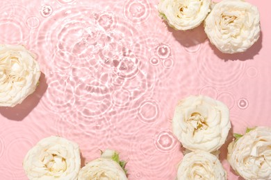 Beautiful rose flowers in water on pink background, top view. Space for text