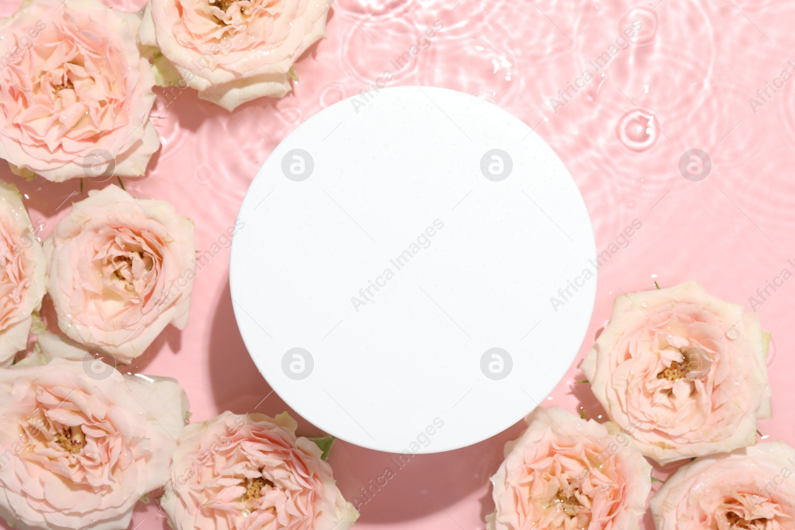 Photo of Beautiful rose flowers and round shaped podium in water on pink background, flat lay