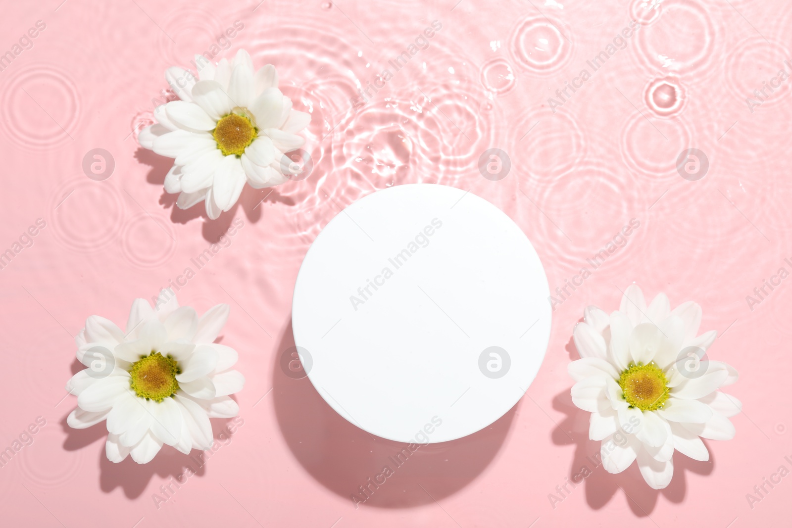 Photo of Beautiful daisy flowers and round shaped podium in water on pink background, flat lay