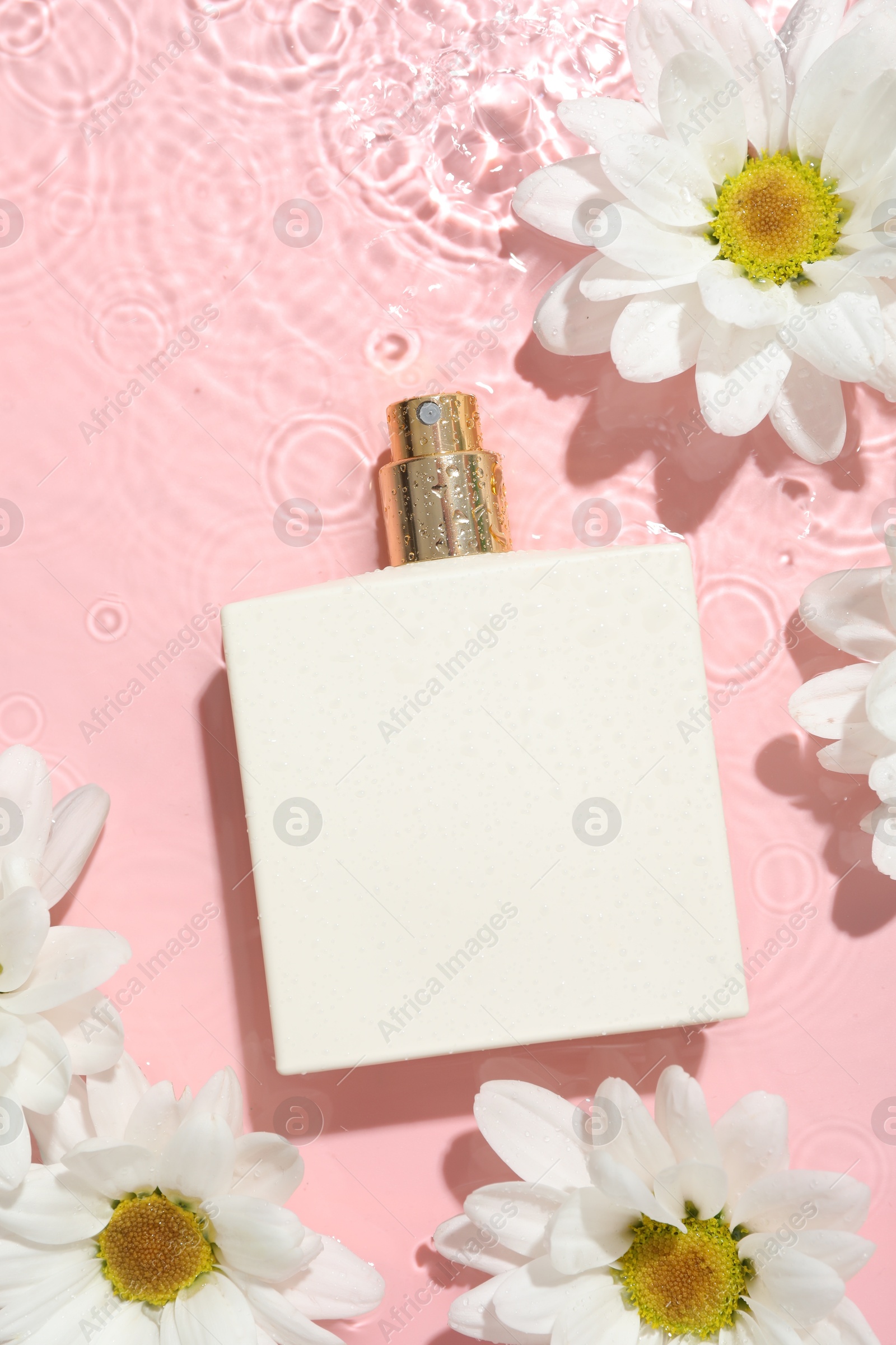 Photo of Beautiful daisy flowers and perfume bottle in water on pink background, flat lay