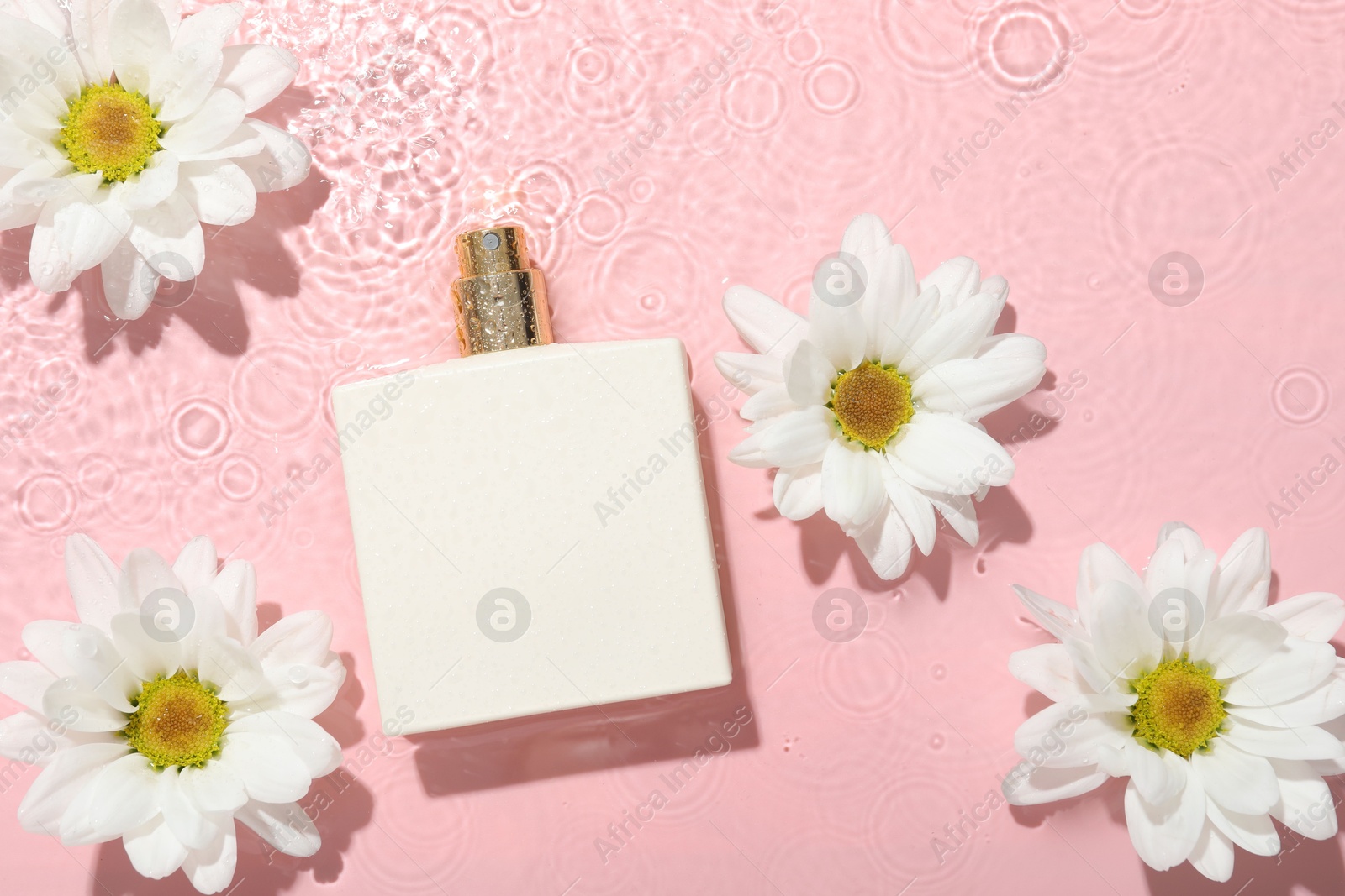 Photo of Beautiful daisy flowers and perfume bottle in water on pink background, flat lay