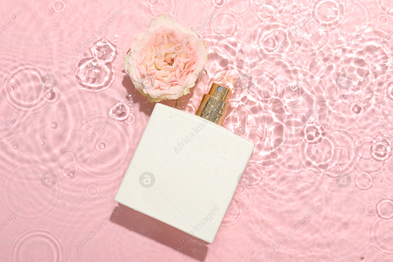 Photo of Beautiful rose flower and perfume bottle in water on pink background, flat lay