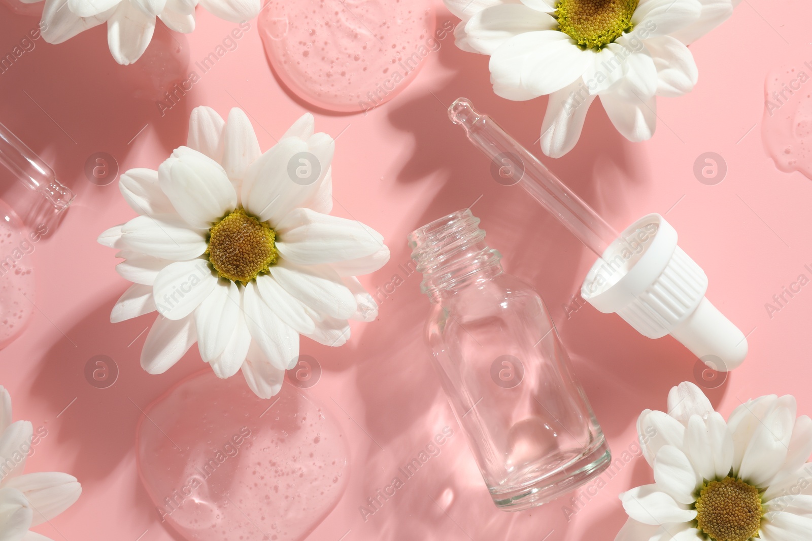 Photo of Beautiful daisy flowers, cosmetic bottle, pipette and drops of serum on pink background, flat lay