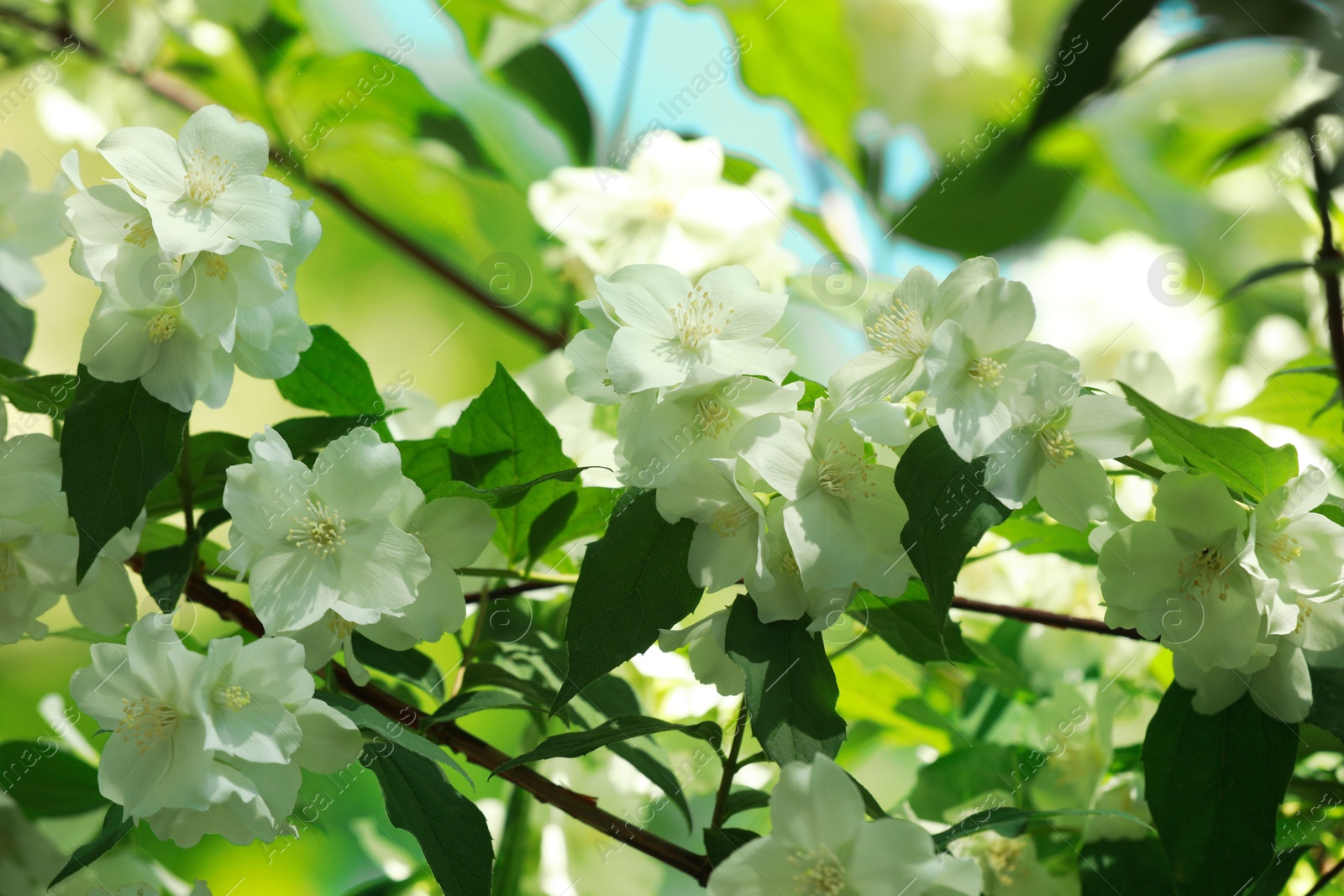 Photo of Jasmine shrub with beautiful blooming flowers outdoors