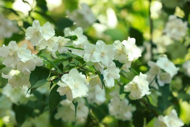 Photo of Jasmine shrub with beautiful blooming flowers outdoors