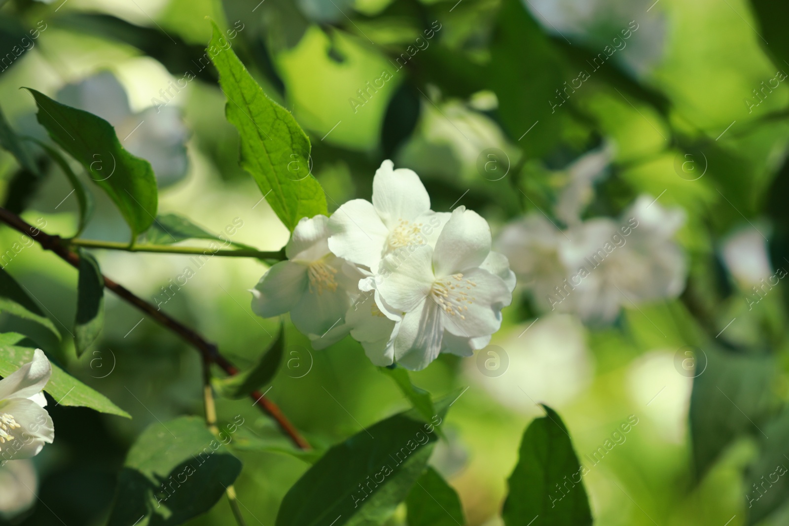 Photo of Jasmine shrub with beautiful blooming flowers outdoors