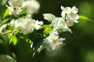 Photo of Jasmine shrub with beautiful blooming flowers outdoors