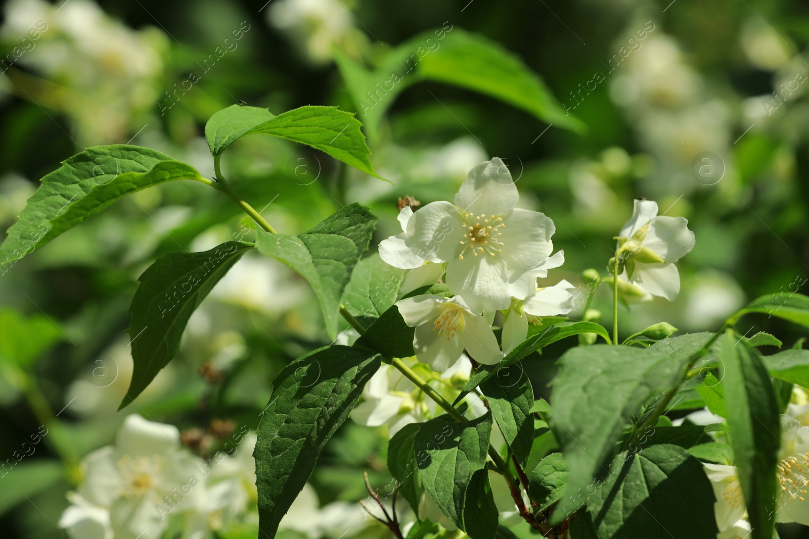 Photo of Jasmine shrub with beautiful blooming flowers outdoors