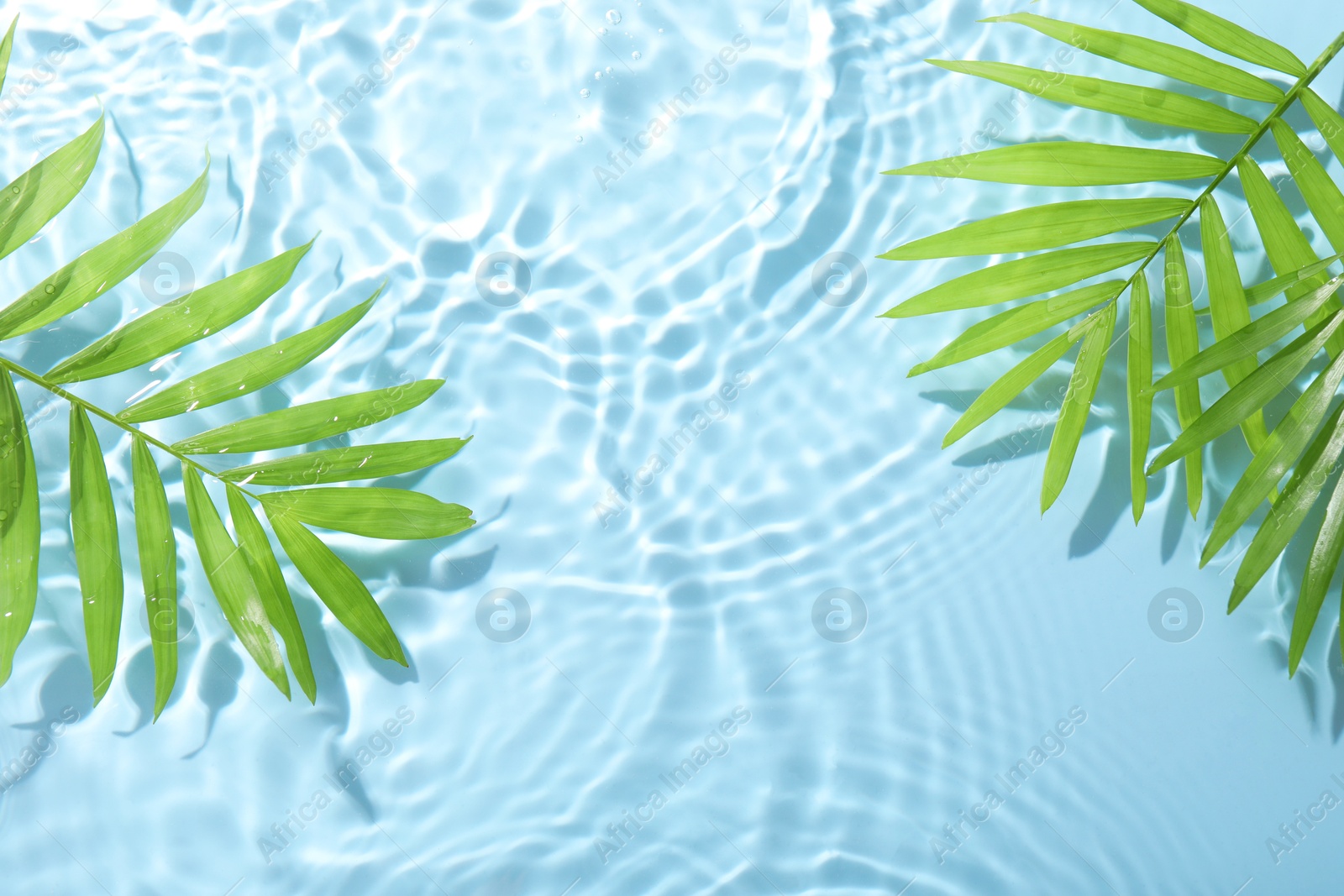 Photo of Palm leaves in water on light blue background, flat lay. Space for text