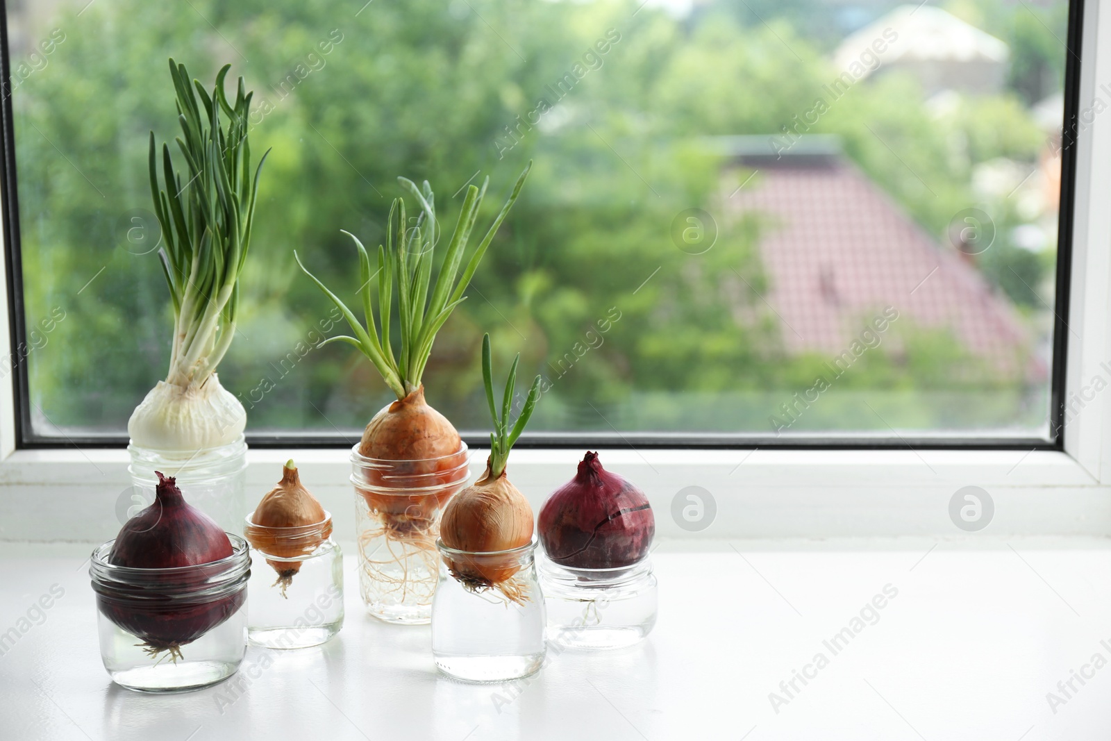 Photo of Many sprouted onions in glasses with water on window sill. Space for text