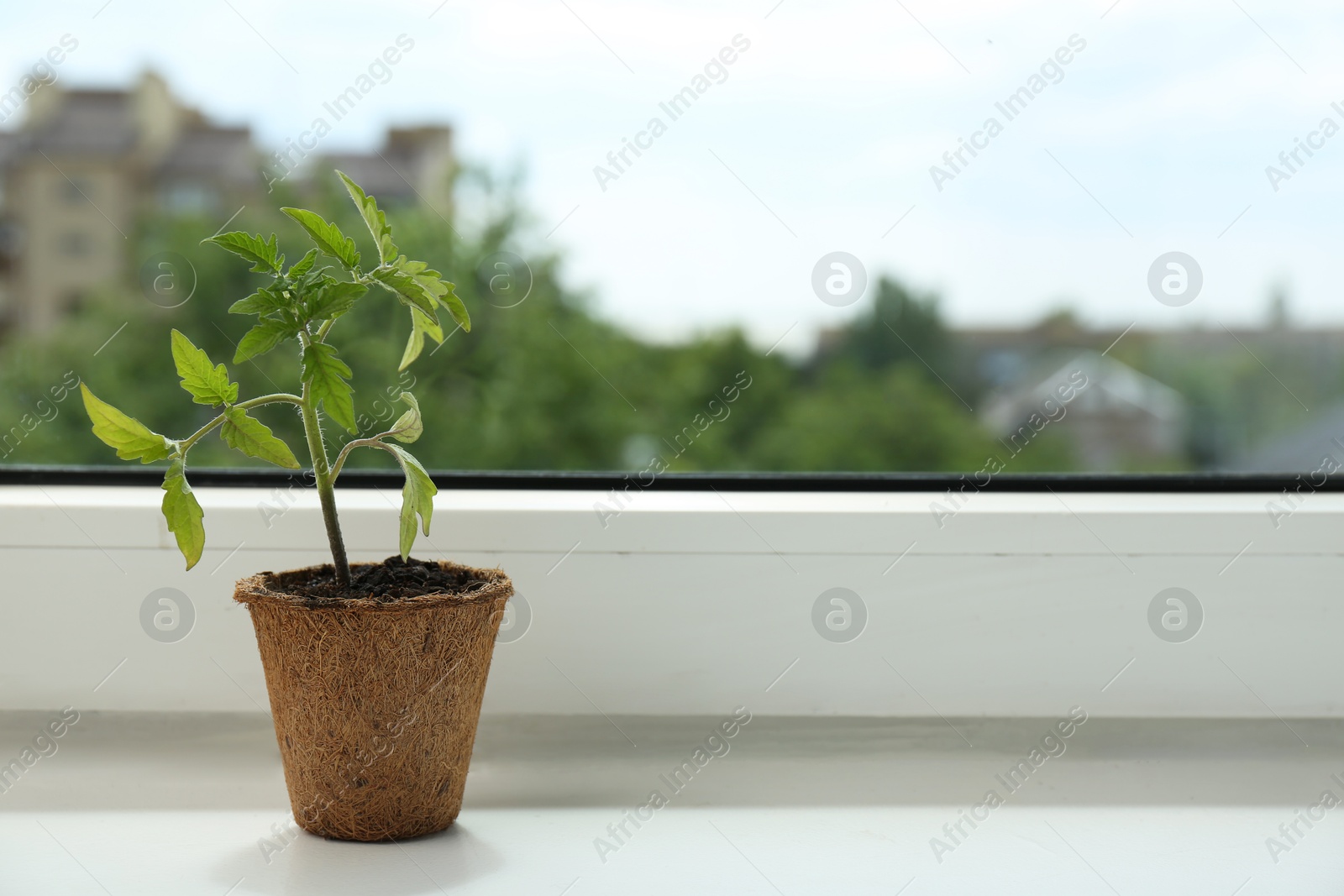 Photo of Tomato seedling growing in pot on window sill. Space for text