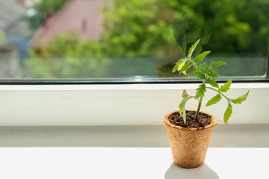 Tomato seedling growing in pot on window sill. Space for text