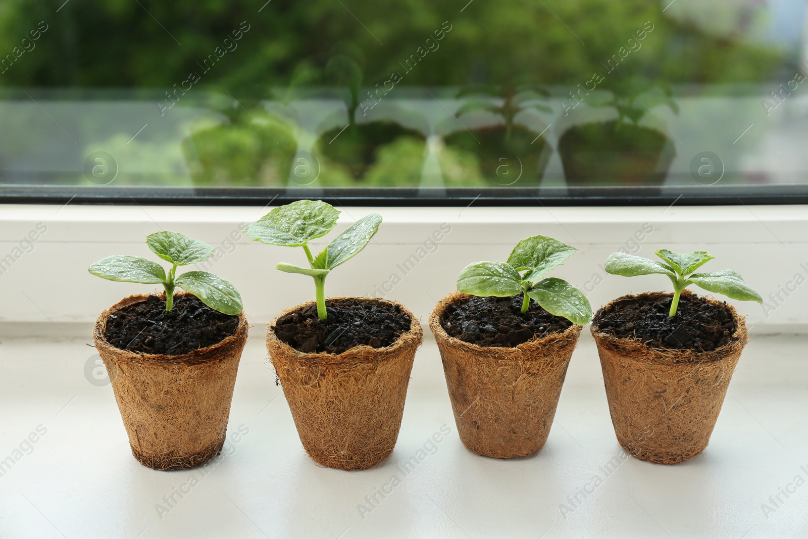 Photo of Many cucumber seedlings growing in pots on window sill