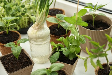 Photo of Many different seedlings in pots and sprouted onion on window sill, closeup