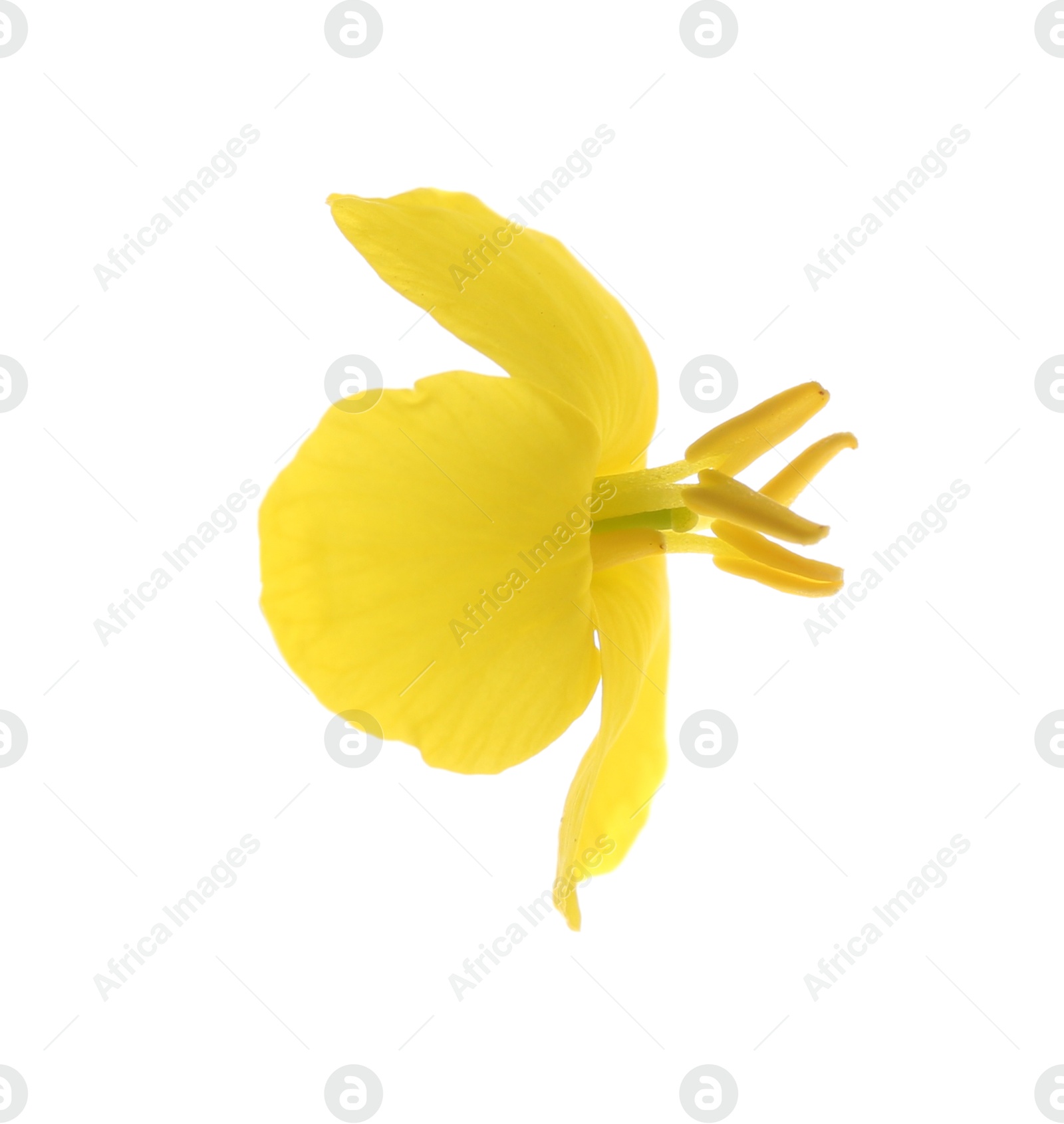 Photo of Beautiful yellow rapeseed flower isolated on white