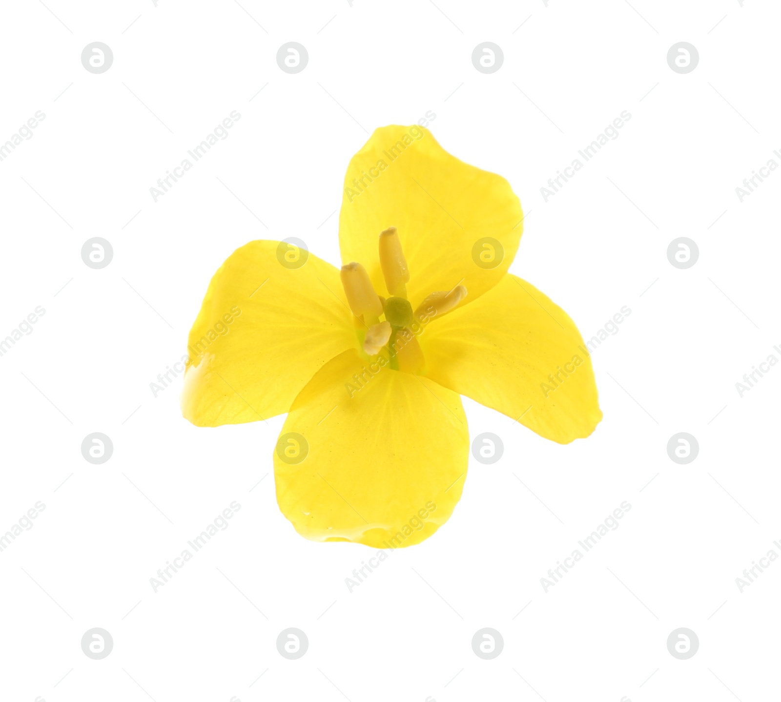 Photo of Beautiful yellow rapeseed flower isolated on white