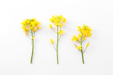 Photo of Beautiful yellow rapeseed flowers on white background, flat lay