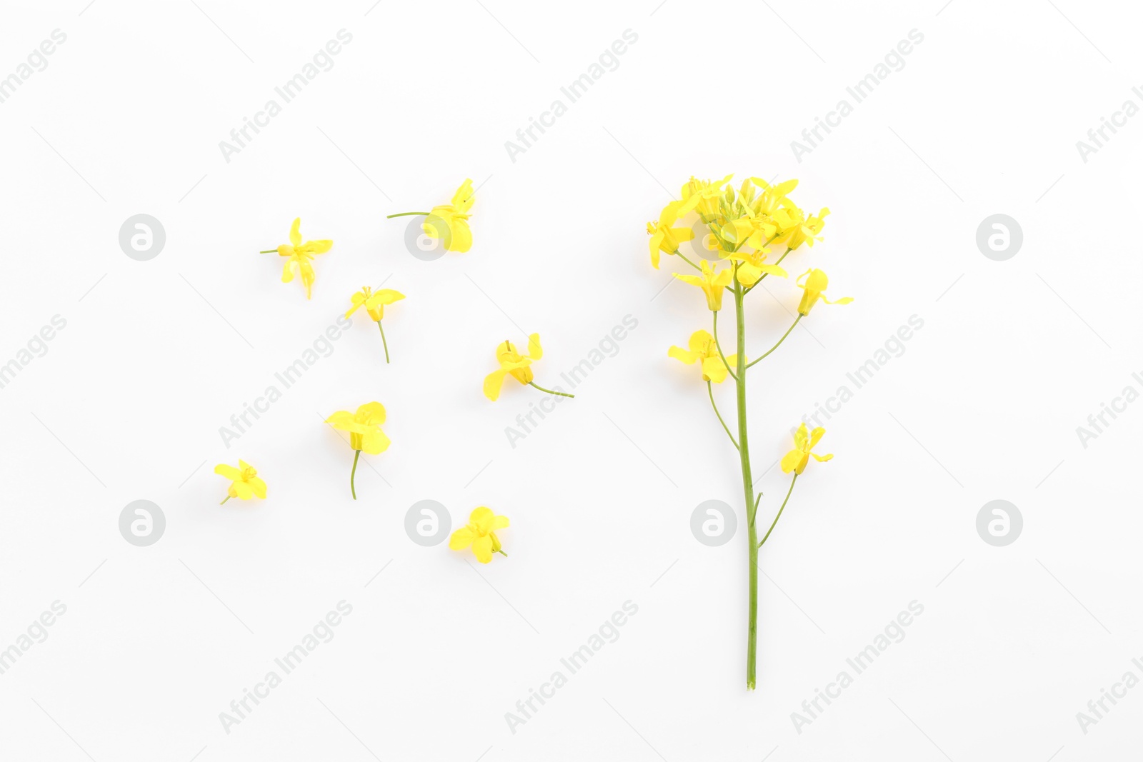 Photo of Beautiful yellow rapeseed flowers on white background, flat lay