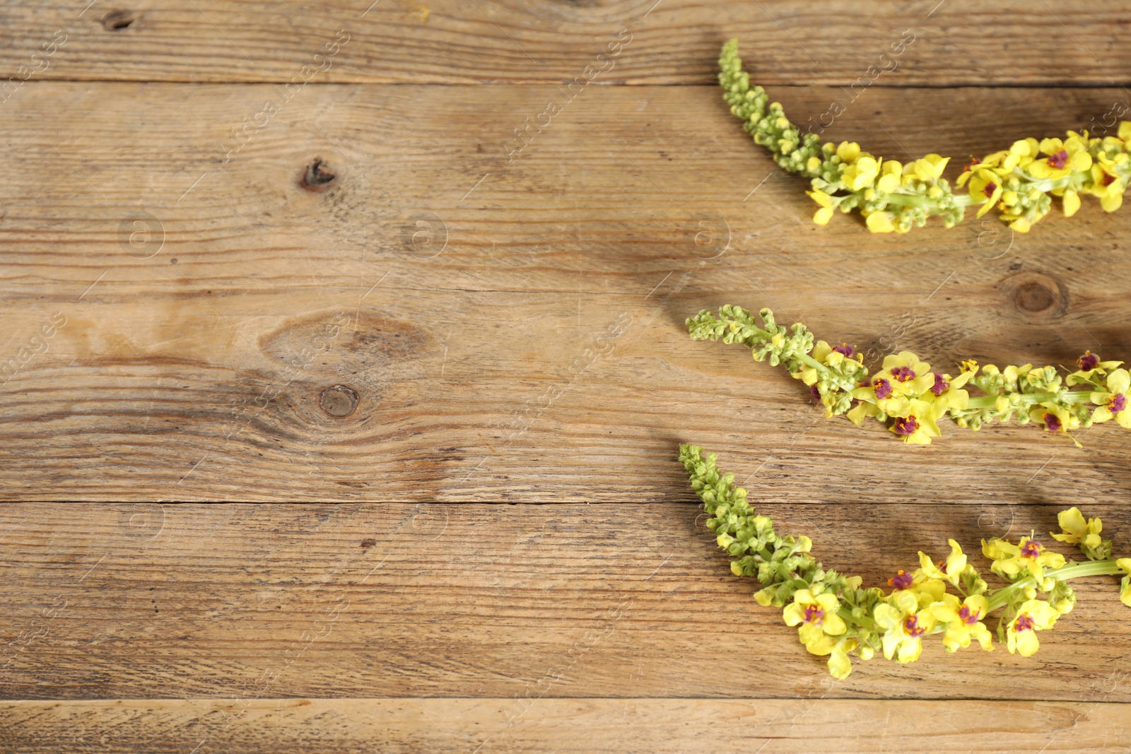 Photo of Beautiful mullein plants on wooden table, above view with space for text. Healing herb