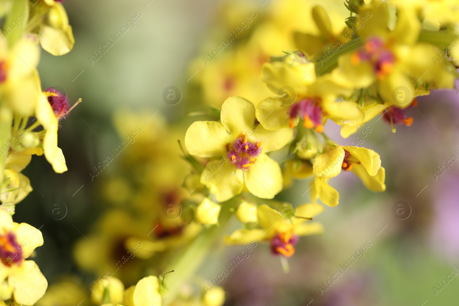 Photo of Beautiful mullein plant on blurred background, closeup. Herbal medicine