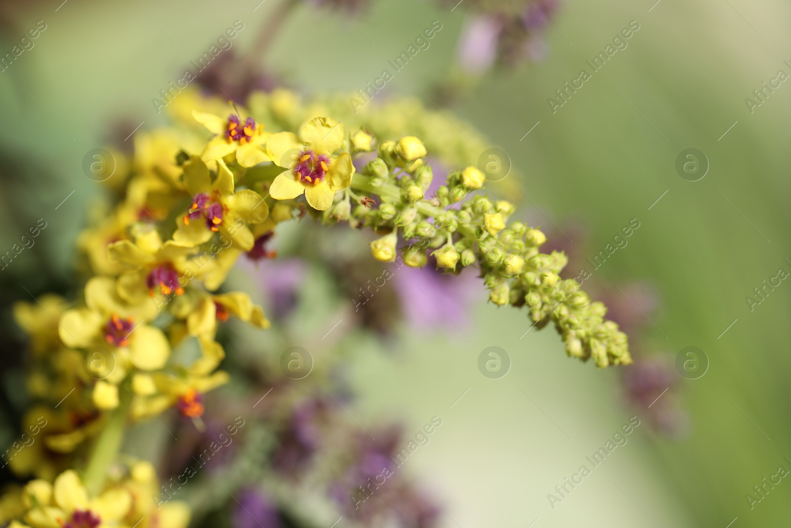 Photo of Beautiful mullein plant on blurred background, closeup. Herbal medicine