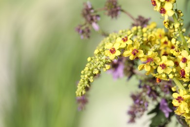 Photo of Beautiful mullein plant on blurred background, closeup with space for text. Herbal medicine