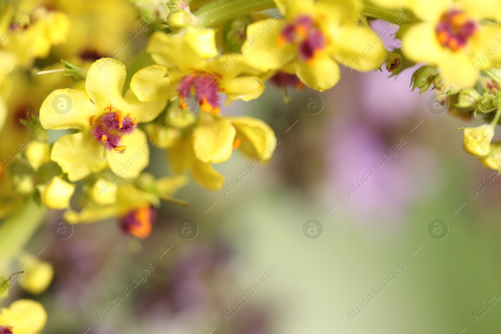 Photo of Beautiful mullein plant on blurred background, closeup with space for text. Herbal medicine