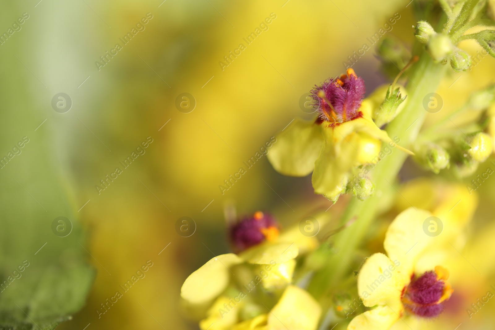 Photo of Beautiful mullein plant on blurred background, closeup with space for text. Herbal medicine