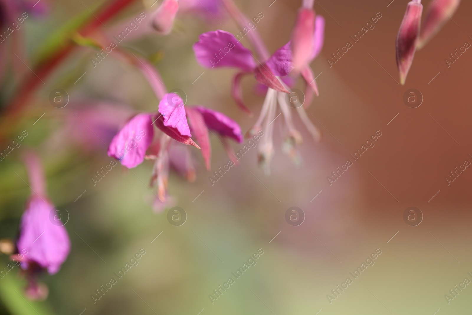 Photo of Beautiful willowherb on blurred background, closeup with space for text. Herbal medicine