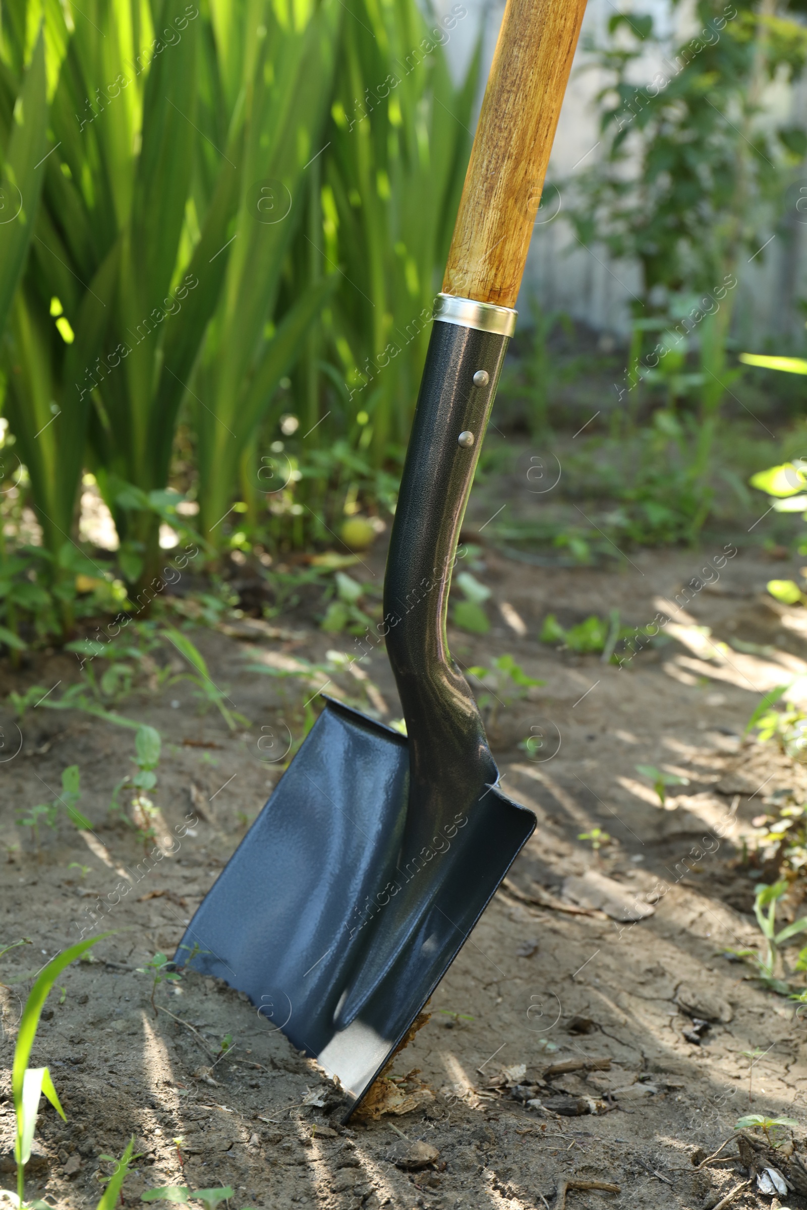 Photo of Metal shovel stuck in soil. Gardening tool