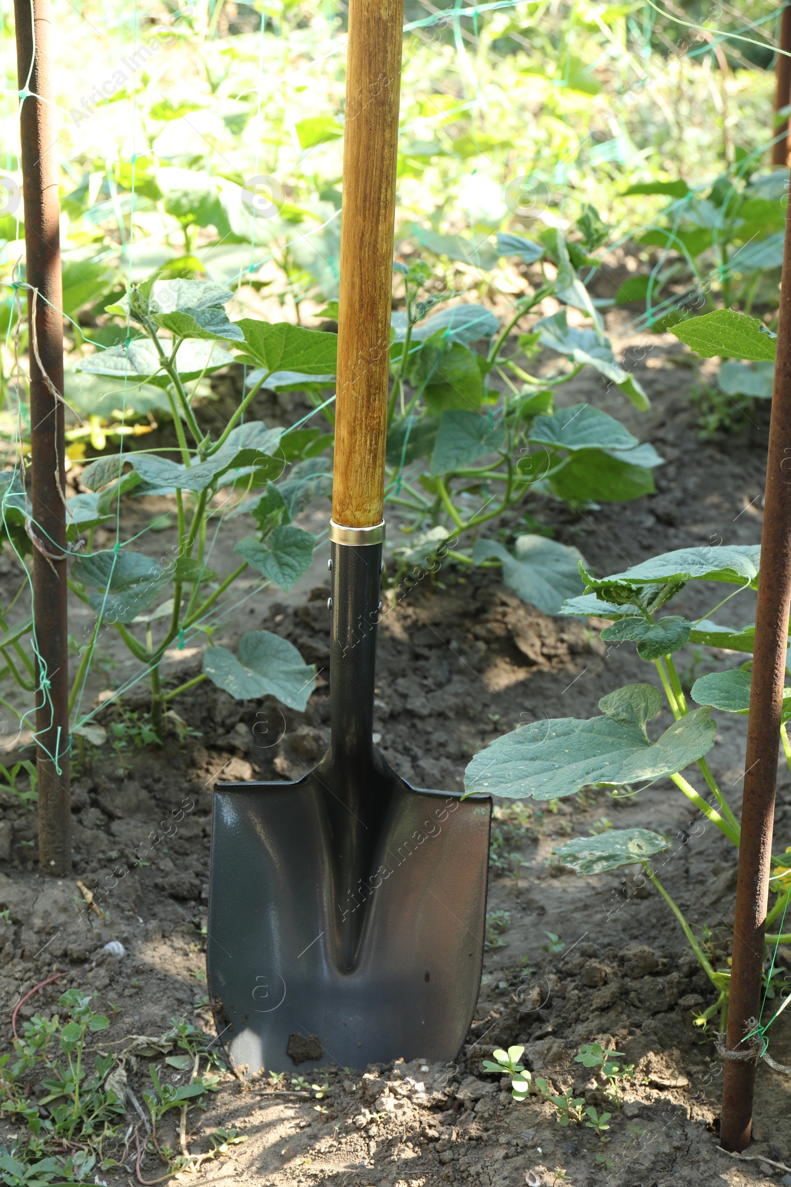 Photo of Metal shovel stuck in soil. Gardening tool