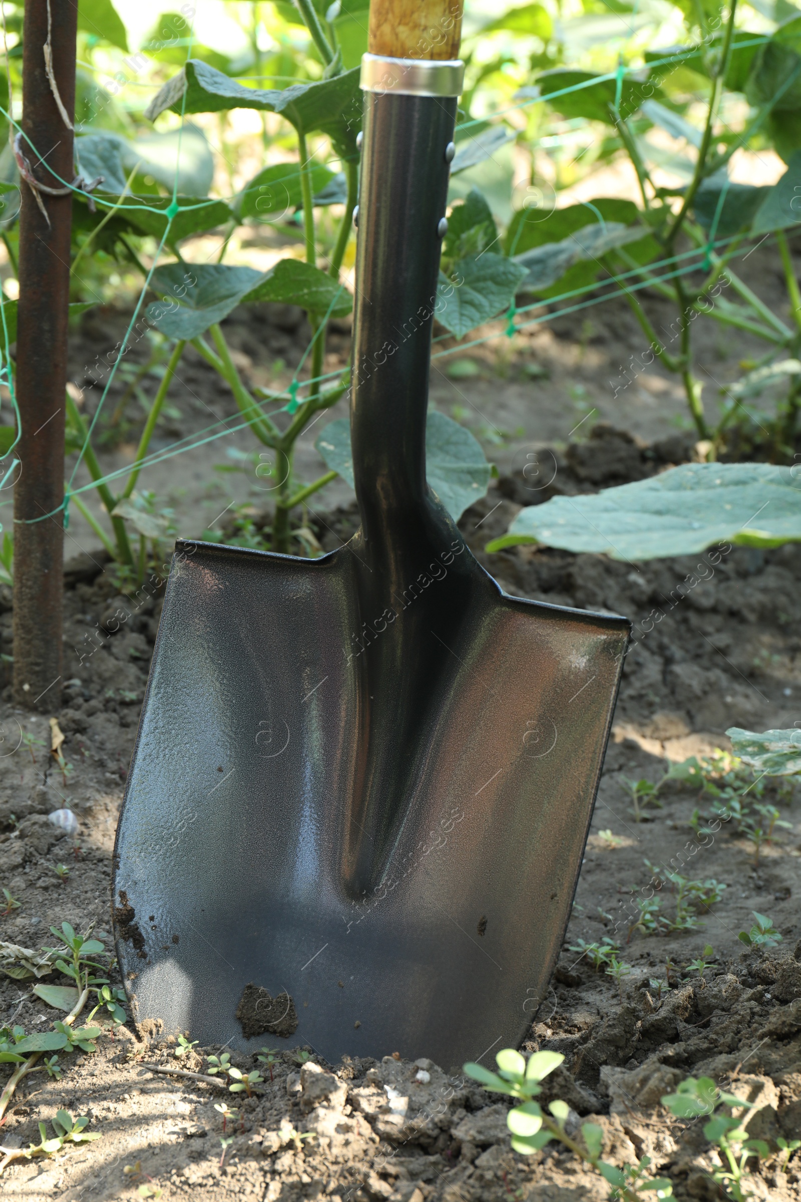 Photo of Metal shovel stuck in soil. Gardening tool