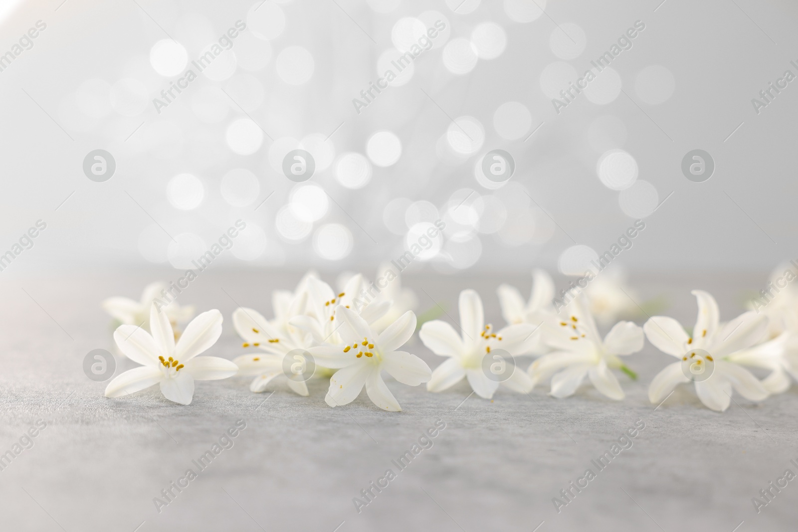 Photo of Beautiful jasmine flowers on grey surface against light background with blurred lights, closeup