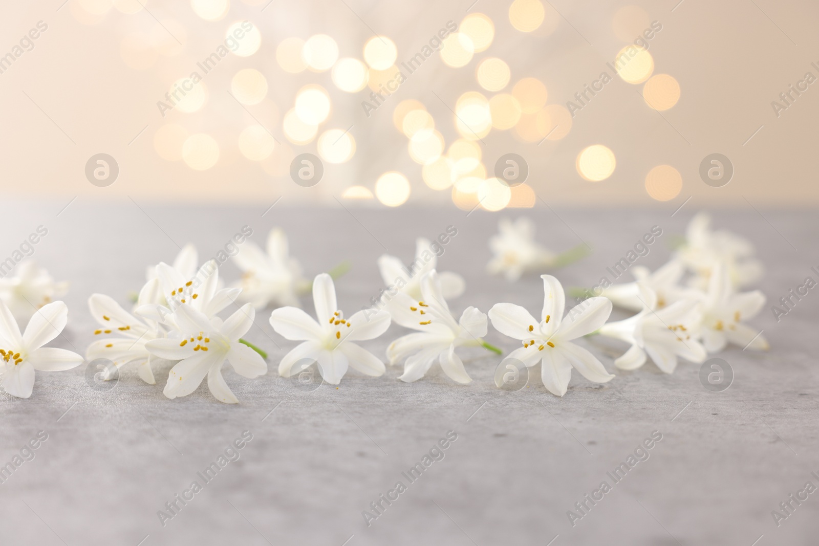 Photo of Beautiful jasmine flowers on grey surface against beige background with blurred lights, closeup