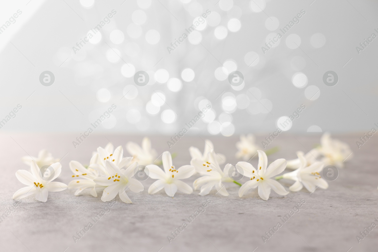 Photo of Beautiful jasmine flowers on grey surface against light background with blurred lights, closeup