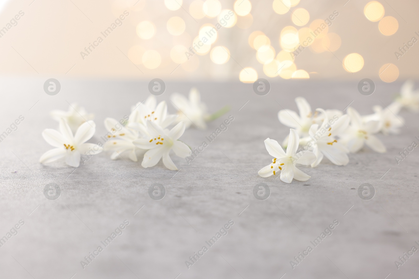 Photo of Beautiful jasmine flowers on grey surface against light background with blurred lights, closeup