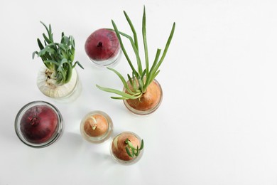 Many sprouted onions in glasses on white background, flat lay. Space for text