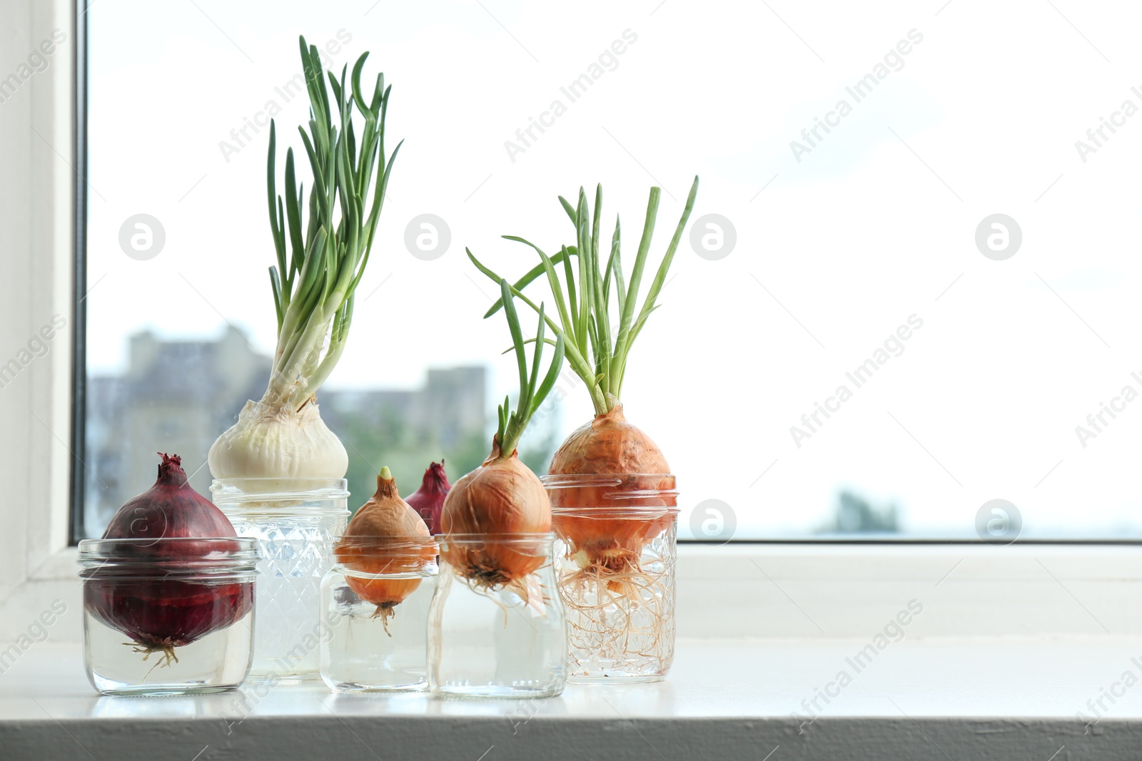 Photo of Many sprouted onions in glasses with water on window sill, closeup. Space for text