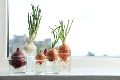 Photo of Many sprouted onions in glasses with water on window sill, closeup. Space for text