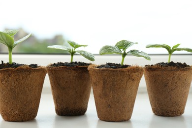 Photo of Many cucumber seedlings growing in pots on window sill, closeup