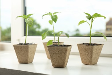 Photo of Pepper seedlings growing in peat pots on window sill, closeup