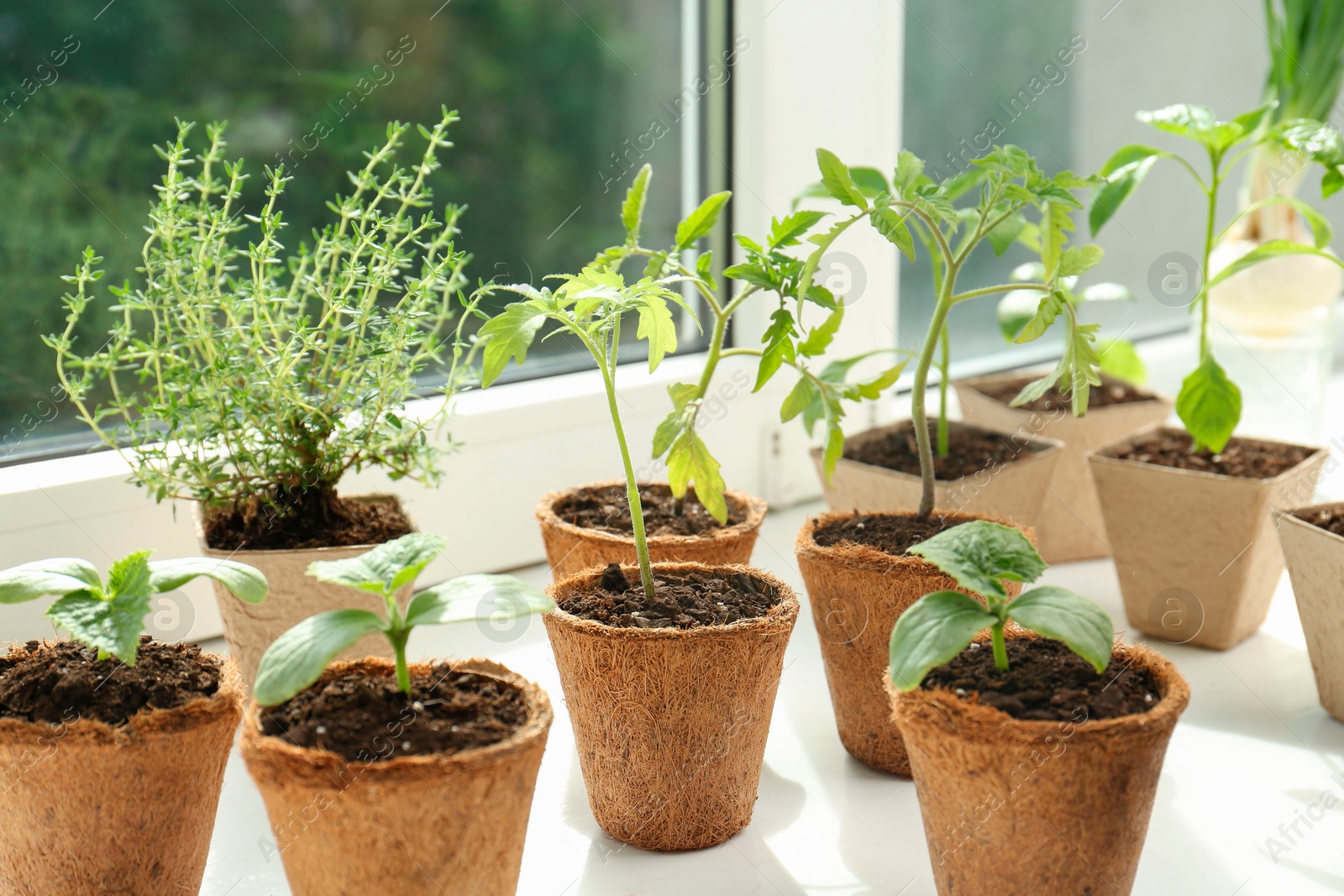 Photo of Many different seedlings growing in pots on window sill