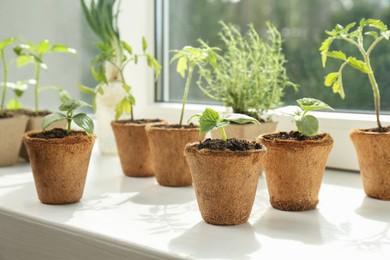 Many different seedlings growing in pots on window sill