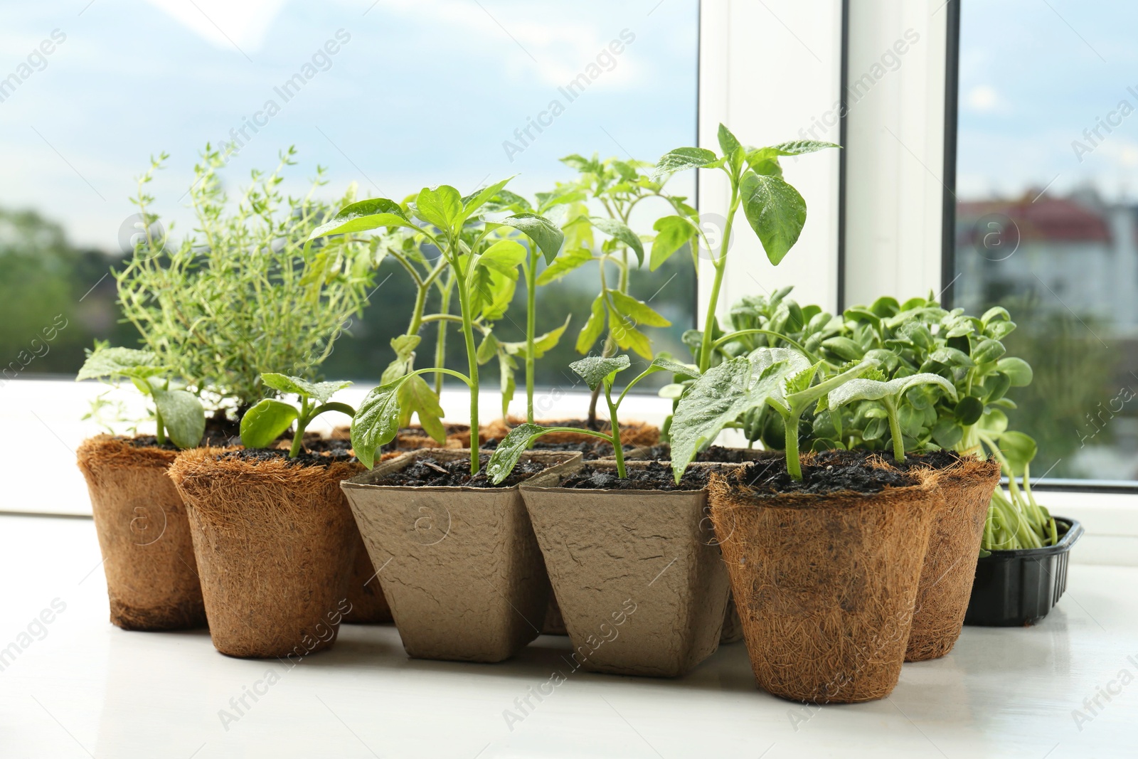 Photo of Many different seedlings growing in pots on window sill