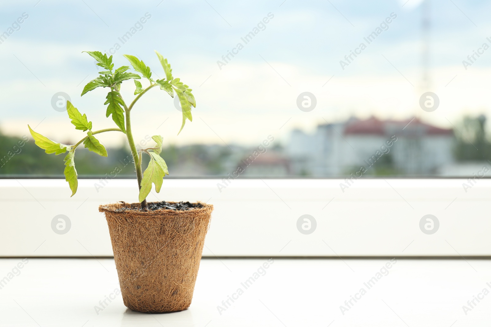 Photo of Tomato seedling growing in pot on window sill. Space for text