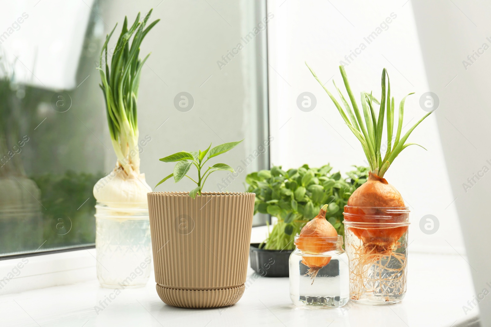 Photo of Pepper seedling and glasses with onions on window sill, closeup