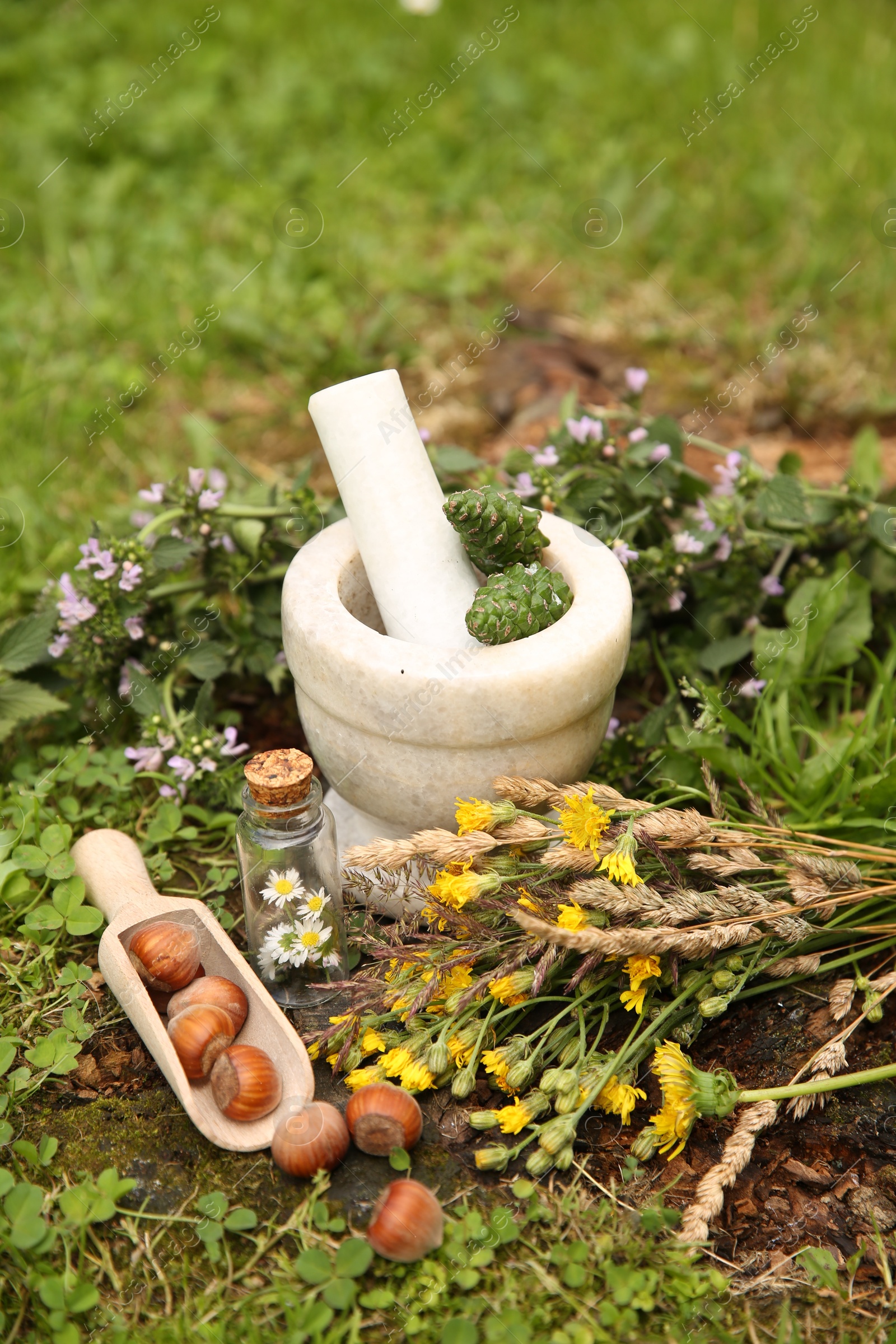 Photo of Different ingredients for tincture, mortar and pestle outdoors